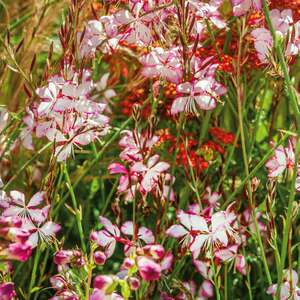 Marshalls Garden Gaura lindheimeri 'Gambit Rose Bicolor'