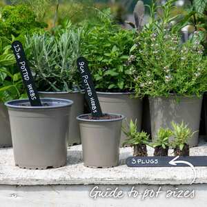 Marshalls Garden Lavandula Munstead Dwarf Lavender for Borders and Containers