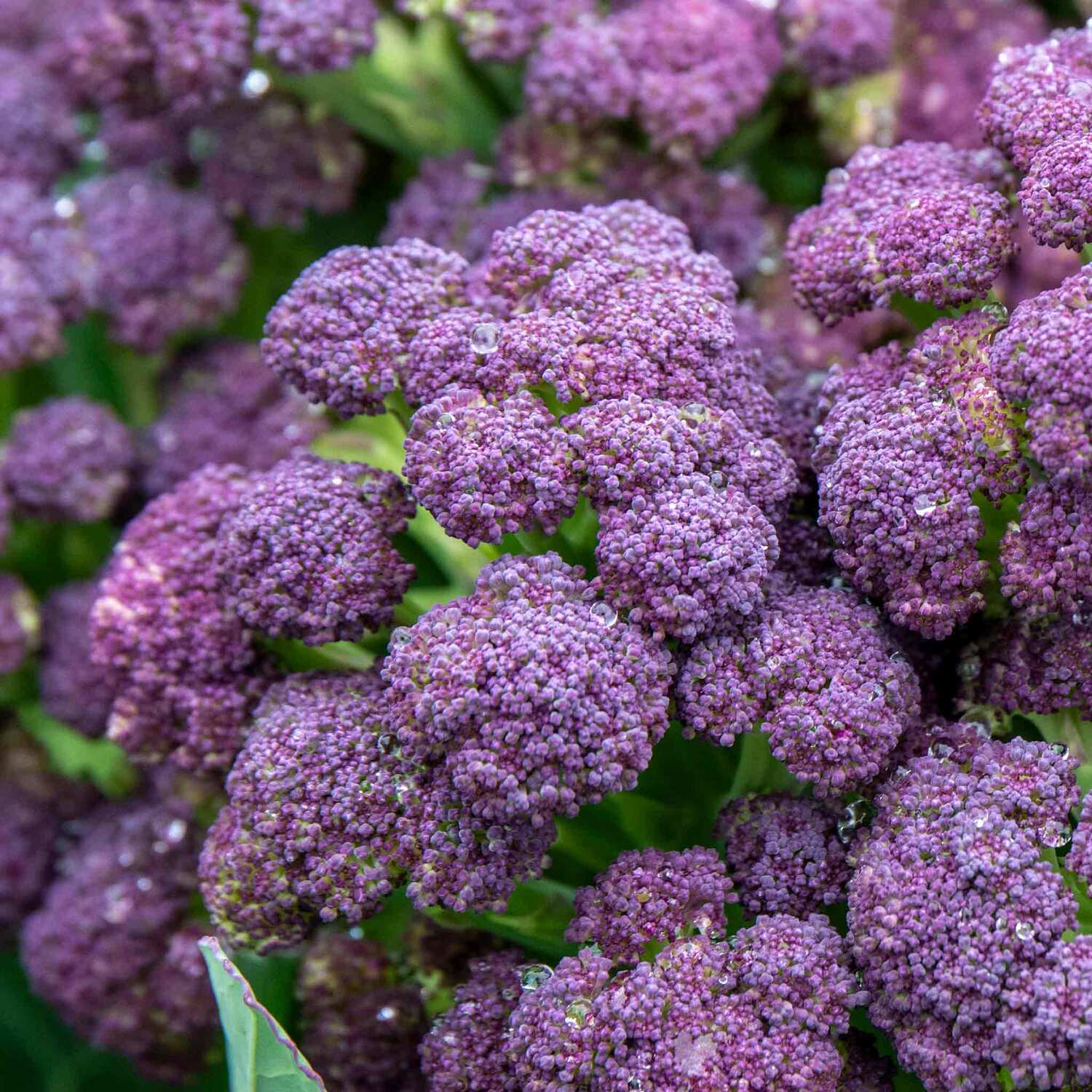 Marshalls Garden Sprouting Broccoli 'Purple'