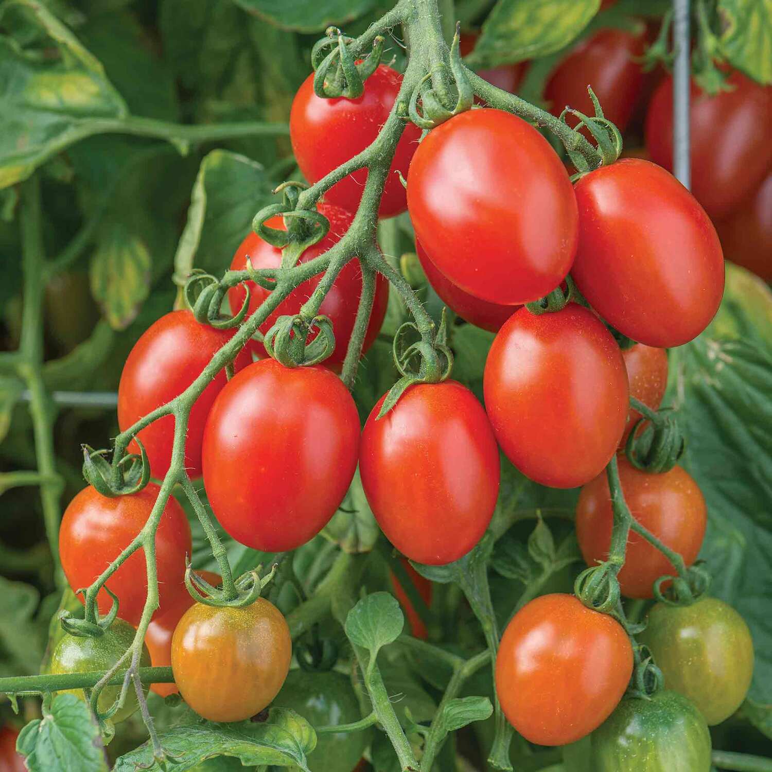 Marshalls Garden - Kelvedon Wonder Pea Seeds - RHS AGM - Green