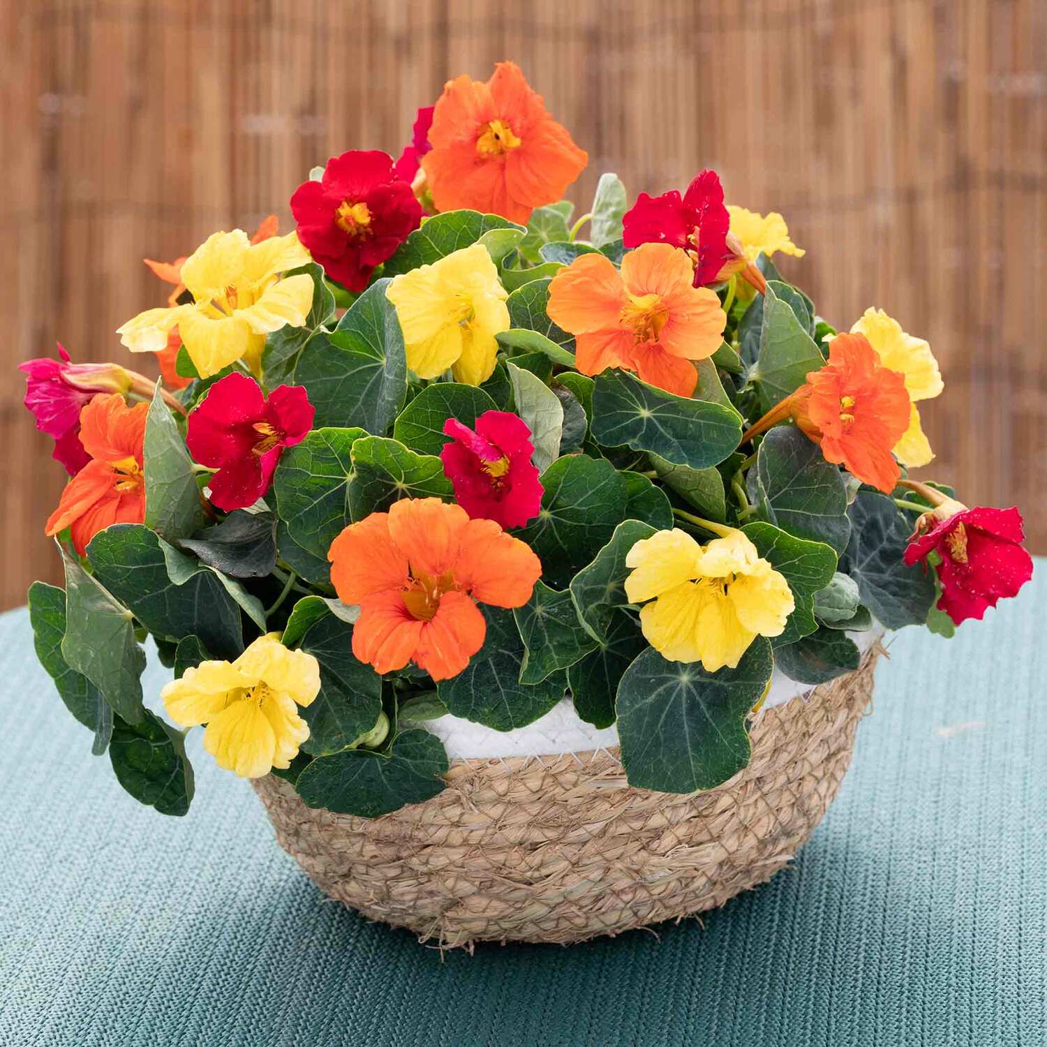 Unwins Nasturtium Seeds 'Baby Fiesta Mix' - Red
