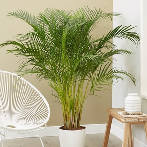 Plant Theory Chrysalidocarpus Lutescens 17cm Pot