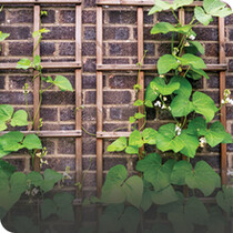 Climbing Plants