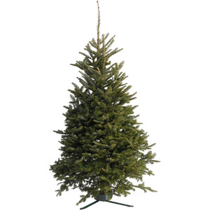 Fraser Fir Cut Real Christmas Tree