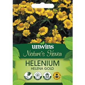 Marshalls Garden Helenium autumnale 'Helena Gold' Flower Seeds, Yellow perennial, 75 seeds