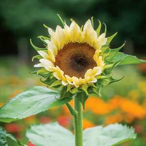 Marshalls Garden - White Nite Single-Stem Cutting Sunflower
