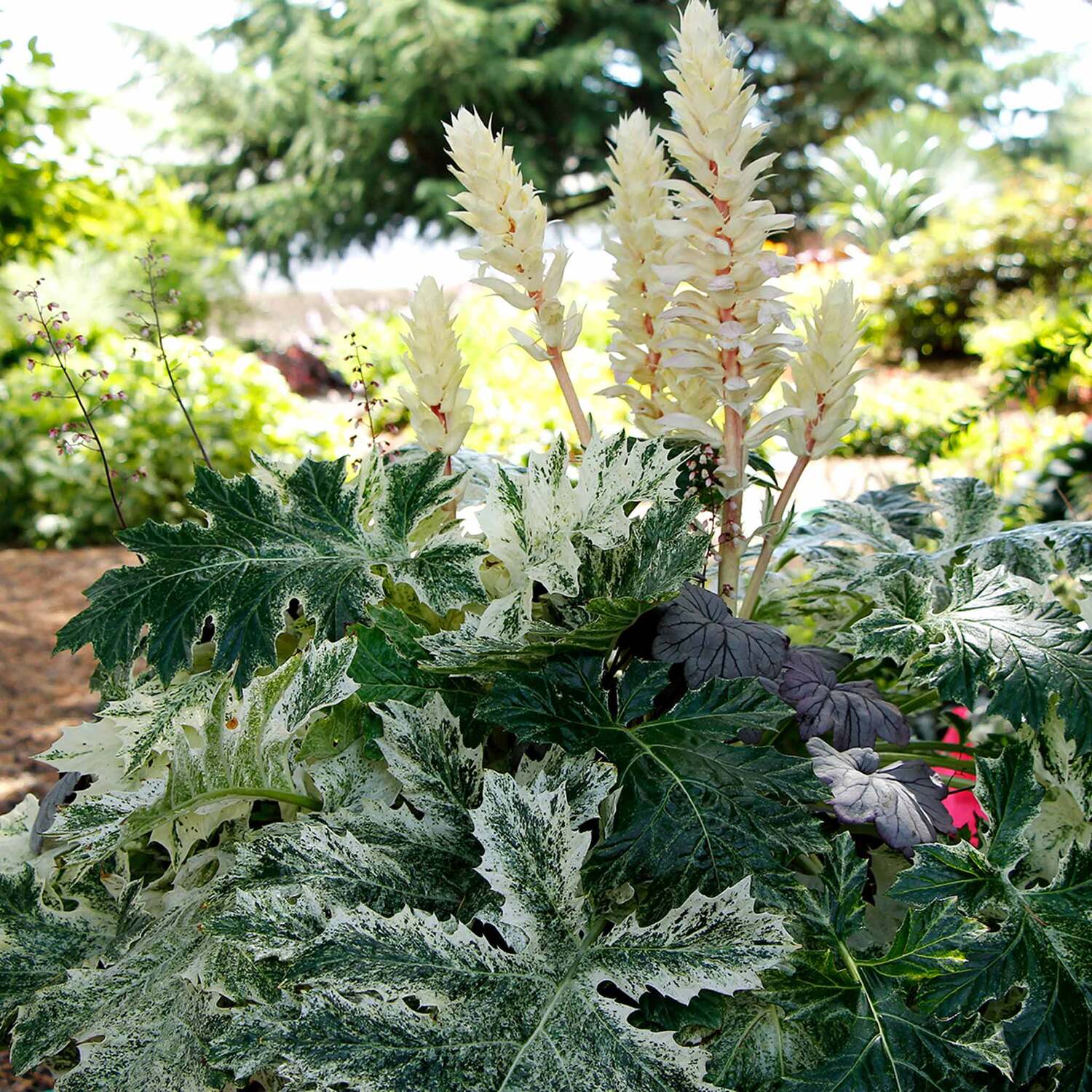 Marshalls Garden Acanthus 'Whitewater' - White