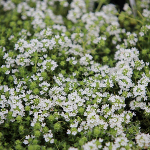 Set of 3 Thyme Herb Garden Plant Thymus Creeping Thyme Snowdrift 9cm Pot