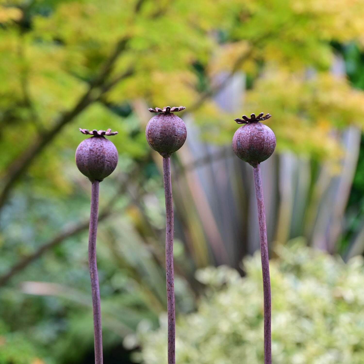 Rackhams Orange Wavy Poppy Seedhead - 3 Poppies - Image 2