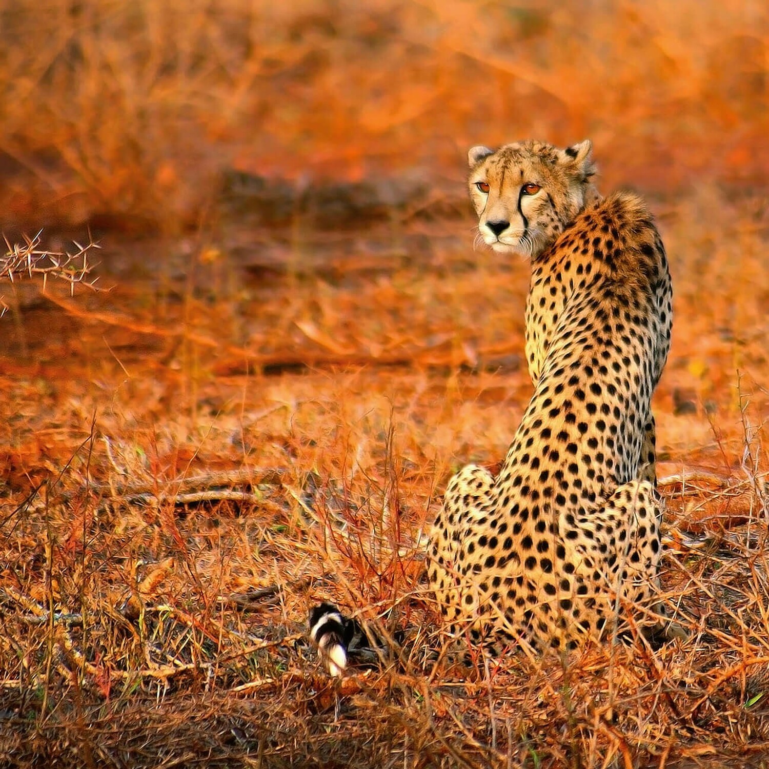 Cheetah Safari Wall Mural - Orange