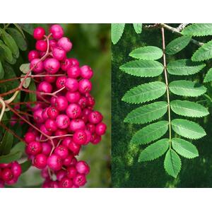 Sorbus Pink Charm Tree, 6ft, 12L Pot by Directplants