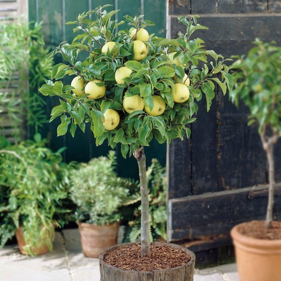 Apple Malus Mini Yellow Golden Fruit Tree