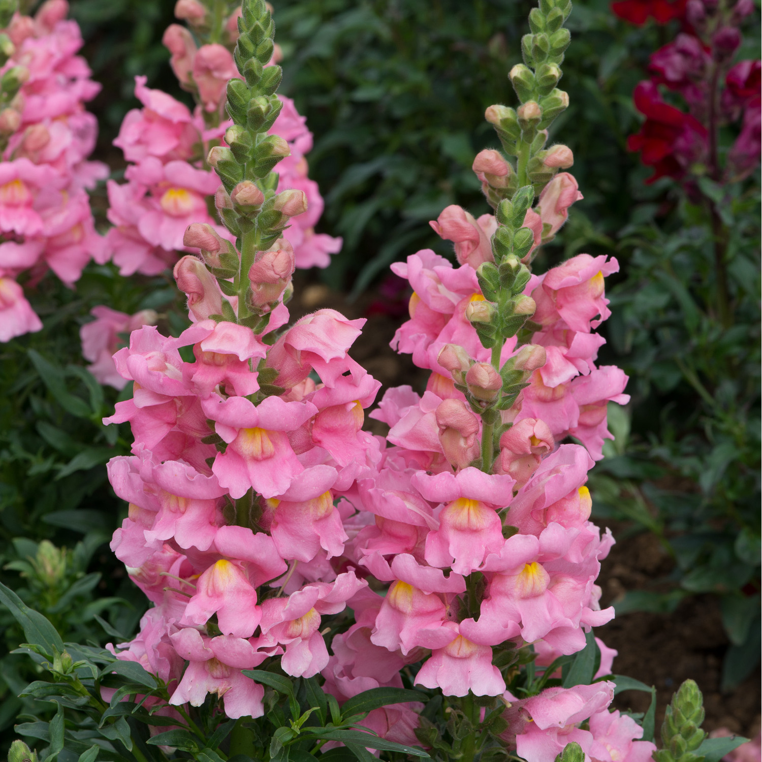Antirrhinum Pink 12 Pack x2 - Beautiful and Hardy Bedding Plants for