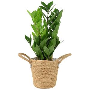 Zamioculcas Zanzibar Gem 12cm - Low Light Air Purifying Houseplant
