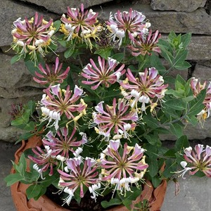 Clematis Prince William Purple Flowering Vine Climbing Plant