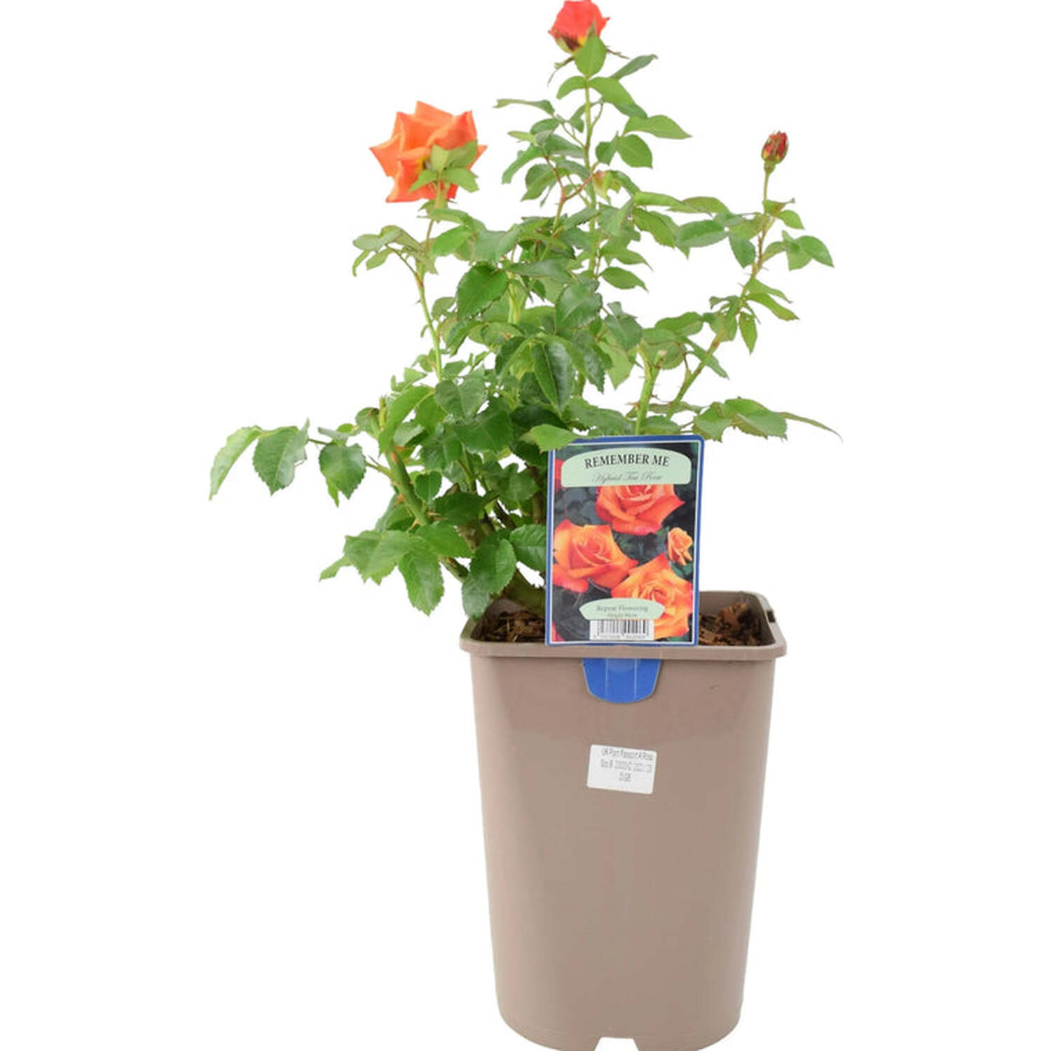 Remember Me Series Roses Remember Me Rose 5.5L Beautiful Copper Orange Hybrid Tea Rose