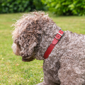Ancol Timberwolf Leather Dog Collar