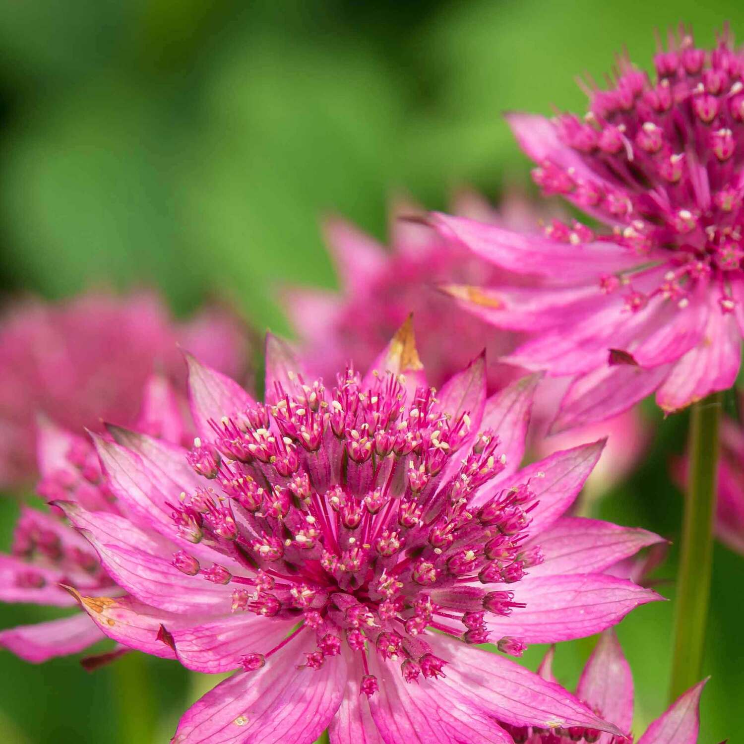 Marshalls Garden Astrantia 'Roma' Perennial Deep-Pink Pincushion Flowers RHS AGM 9cm Plant - Red / 1