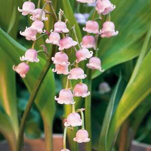 Convallaria majalis Rosea