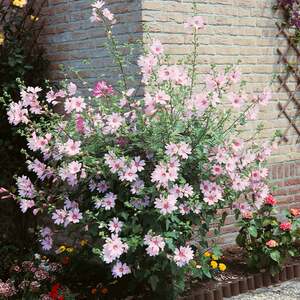 Lavatera clementii 'Barnsley Baby'