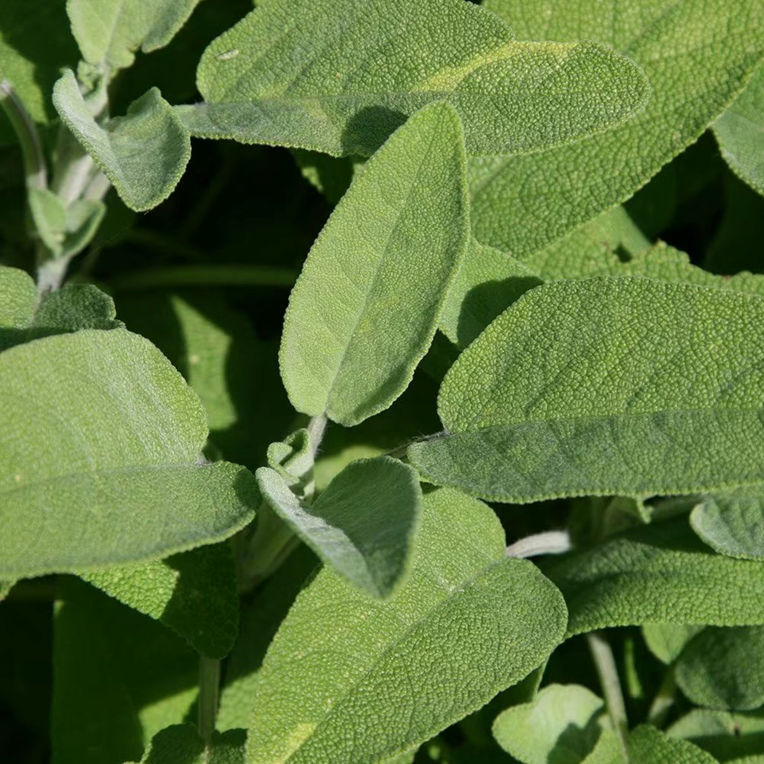 Primrose Salvia Officinalis Common Sage Herb Garden Plant 9Cm Pot - Green / 3