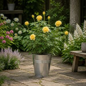 Plants By Post 5L Anniversary Wishes Yellow Rose Bush C
