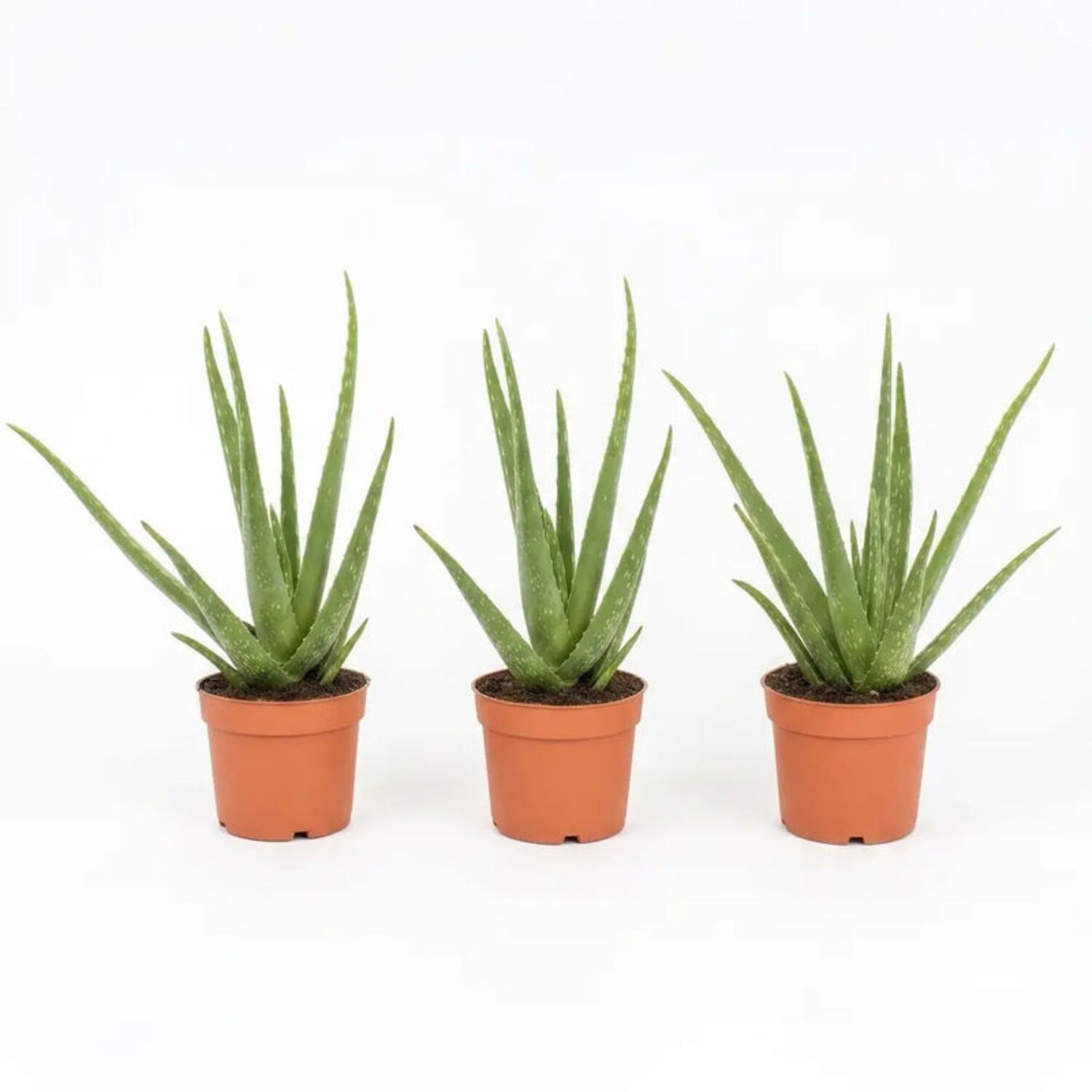 Plants By Post Aloe Vera Plant D - Plant