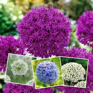 Marshalls 'Ultimate Allium' Collection