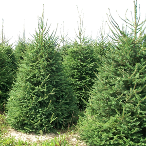 Norway Spruce Pot Grown Christmas Tree