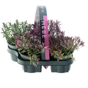 Salix Integra Flamingo Plant - Pink