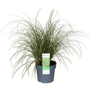 Lavandula Stoechas Anouk - Purple