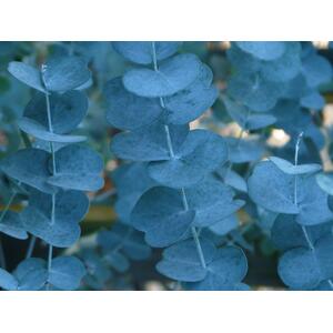 Eucalyptus Silverana Evergreen Tree 6ft Tall, 12L Pot by Directplants