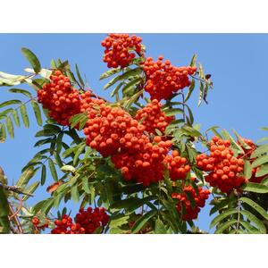 Sorbus Cardinal Royal Mountain Ash Tree, 6ft, 12L Pot by Directplants