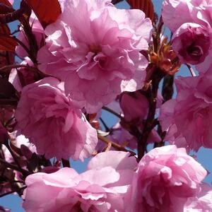 Prunus Royal Burgundy Japanese Cherry Tree, 6ft, 12L Pot by Directplants