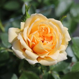 Happy Birthday Floribunda Rose in 5.5L Pot - Cream Blooms Gift Plant