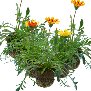 Gazania Kiss Any Colour Mix