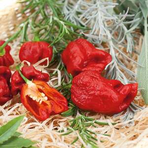 Marshalls Garden Chilli Flavour Collection - Hot, Mild & Smoky Trio (Capsicum annuum) 9cm