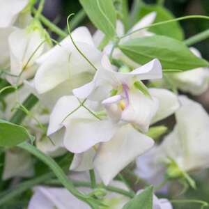 Unwins Sweet Pea Seeds 'Romeo' - Fragrant Summer Flowering, 21 seeds