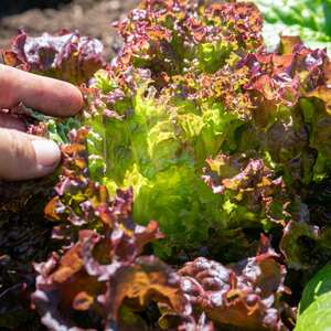 Marshalls Garden Lollo Rossa Lettuce Seeds - Crimson-edged, Fast-growing, approx. 300 seeds