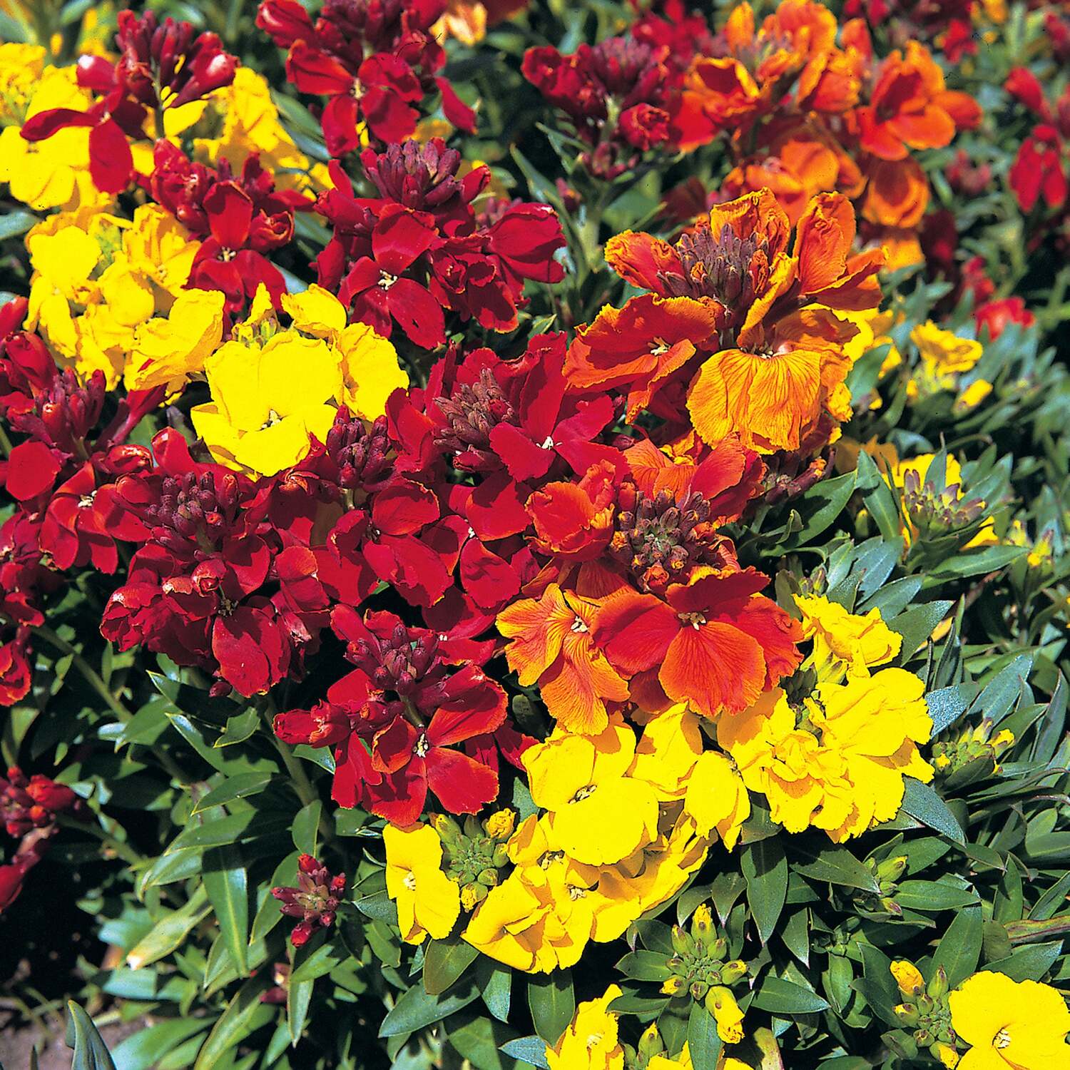 Unwins Wallflower Seeds 'Scented Mix' - Neutral
