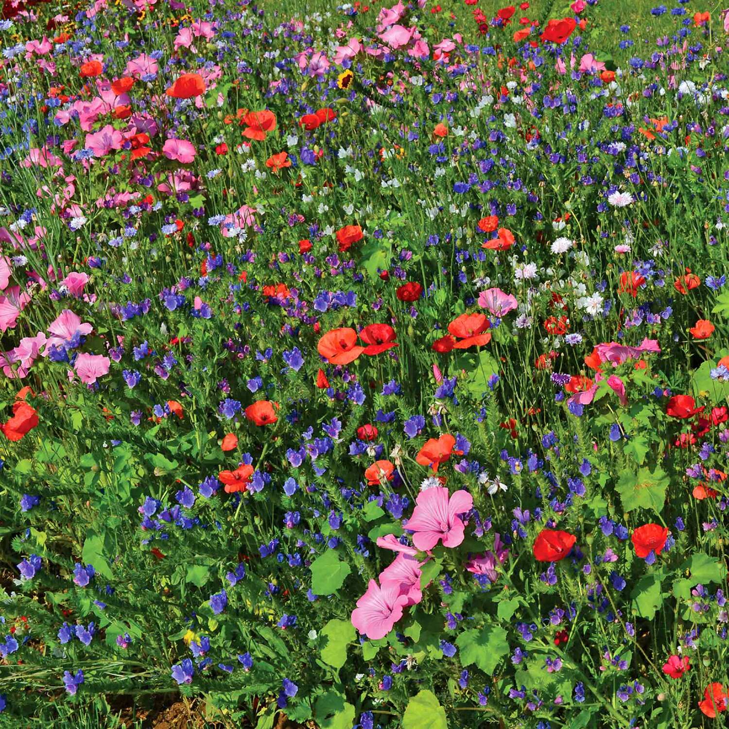 Unwins Bee And Butterfly Seed Mix - Neutral
