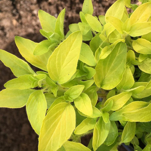 Origanum Vulgare Aureum Golden Marjoram 9cm Pot Herb Garden Plant