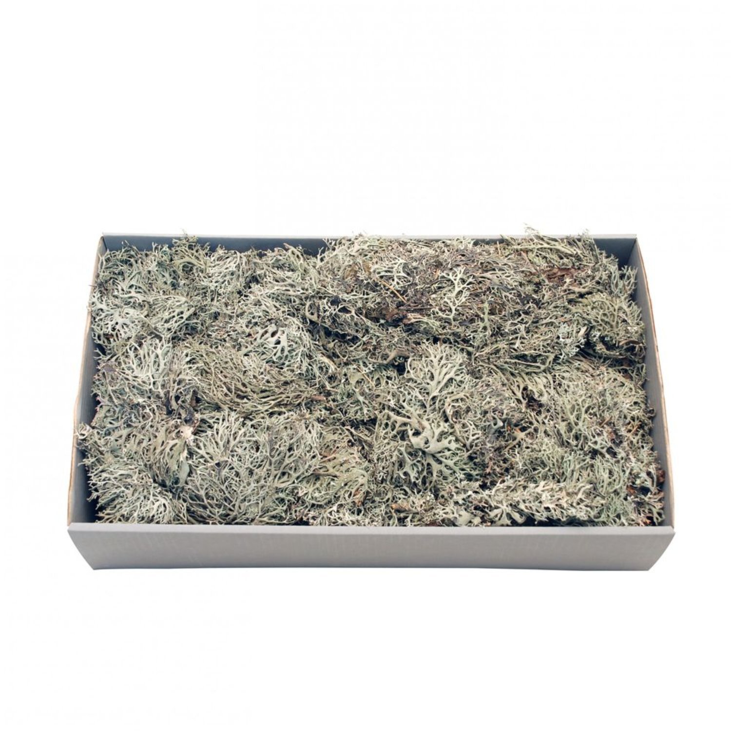 Kdmd Unisex Grey Moss With Tray 500Gr Christmas Ornament - Image 2