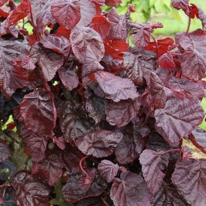 Plant Theory Red Majestic Hazel Shrub Plant Corylus Avellana 12L Pot 1m - 1.25m