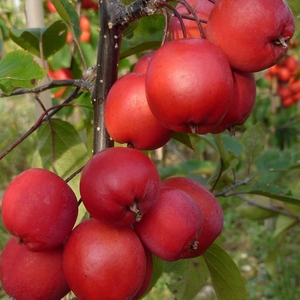Plant Theory Neville Copeman Crab Apple Tree Malus x Purpurea 9L Pot 1.2 - 1.5m