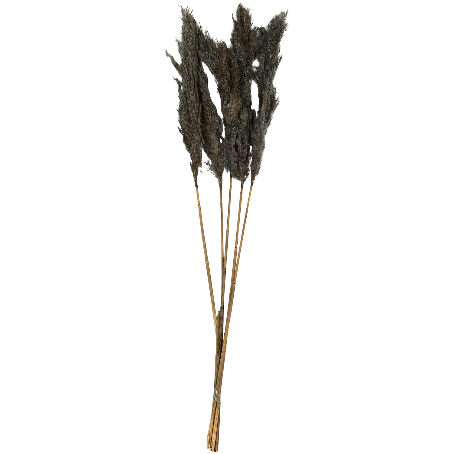 Pack of 5 Pampas Stems - Grey