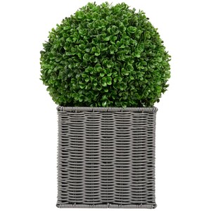 Boxwood Ball in Square Rattan Pot