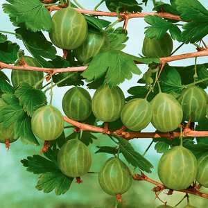 Marshalls Garden Gooseberry 'Invicta'