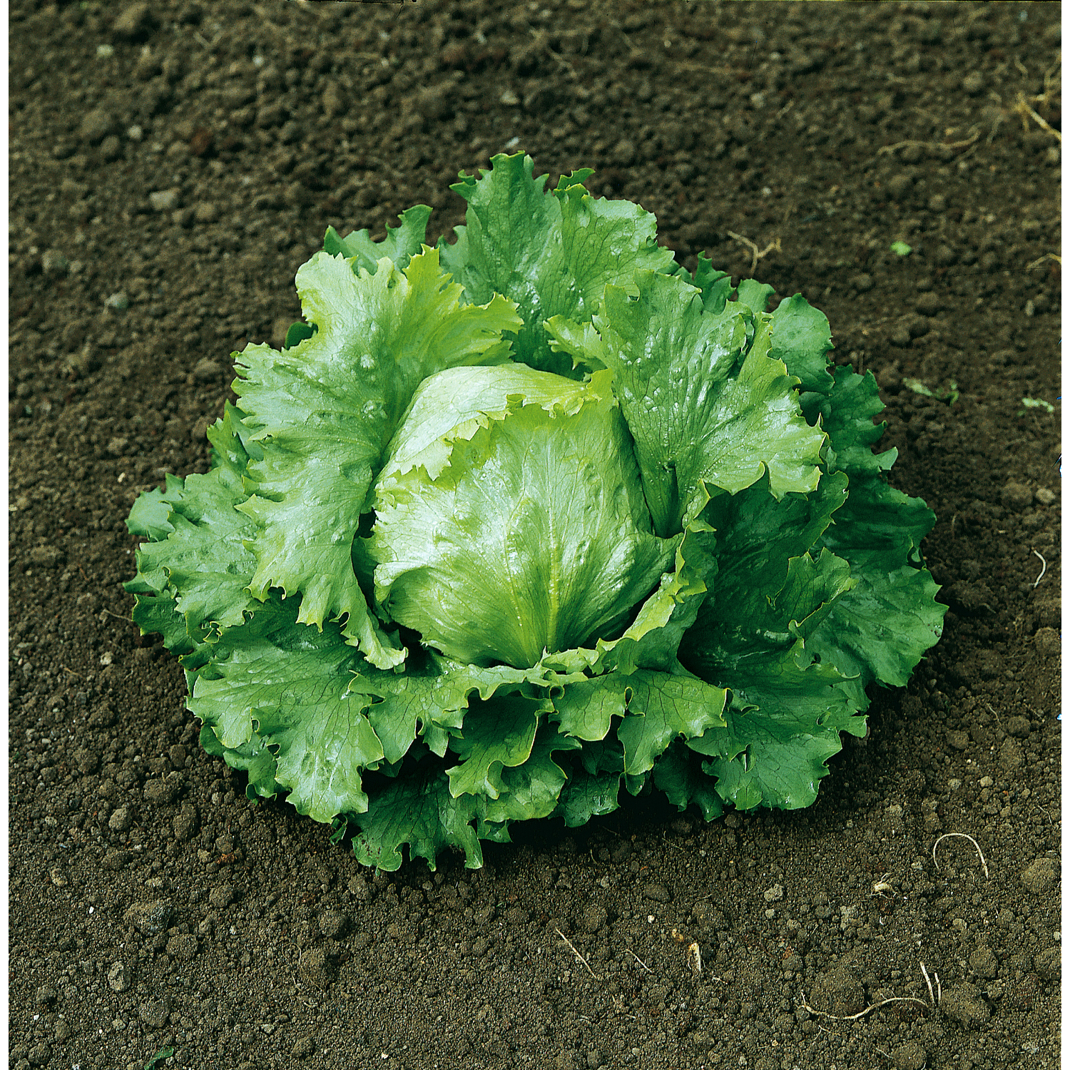 Marshalls Garden Winningstadt Heirloom Pointed Cabbage Seeds - Blue-Green Heads - Green