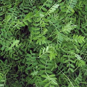 Winter Tares Green Manure Seeds (Phacelia tanacetifolia)